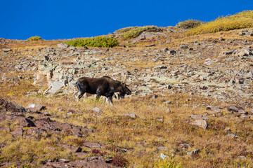 Moose in autumn mountains