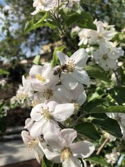 flower, spring, tree, blossom, apple, nature, flowers, white, branch, bloom, garden, green, plant, leaf, petal, bee, cherry, macro, blooming, beauty, season, sky, fruit, pink, blossoms