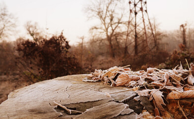 oldstump and yellow frozen maple leaves in autumn forest. nature background. beautiful Fall scene, template for design. copy space