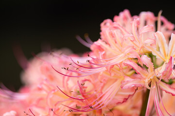 ピンク色の彼岸花