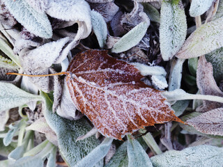 hoarfrost leaves as background, background, autumn scene. Dry maple leaves, covered with frost, on the ground in the fall