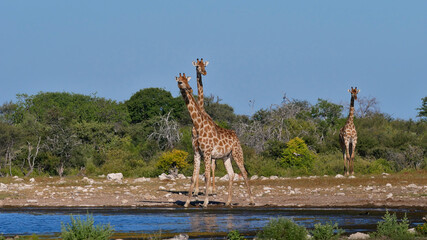 Two angolan giraffes (giraffa camelopardalis angolensis, namibian giraffe) with twisted necks at Namutoni waterhole in Kalahari desert, Etosha National Park, Namibia, Africa.