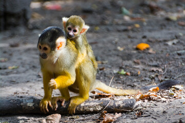 Bolivian squirrel monkey mother and her baby