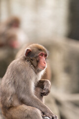 表情豊かなニホンザル