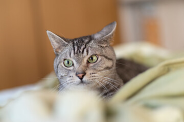 くつろぐ猫　サバトラ猫