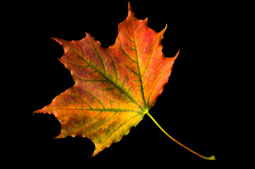 Bright red yellow autumn colorful maple leaf on black isolated background close up