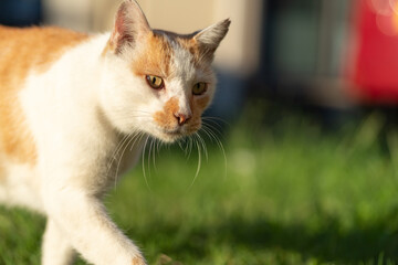 美しい猫　茶白猫