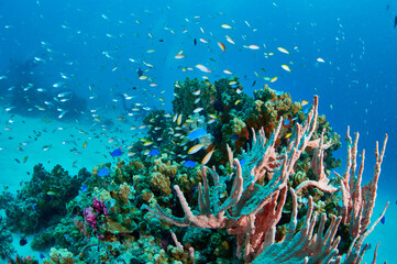 Naklejka na ściany i meble Coral reefs and tropical fish