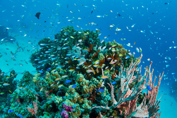 Fototapeta na wymiar Coral reefs and tropical fish