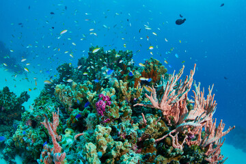 Obraz na płótnie Canvas Coral reefs and tropical fish