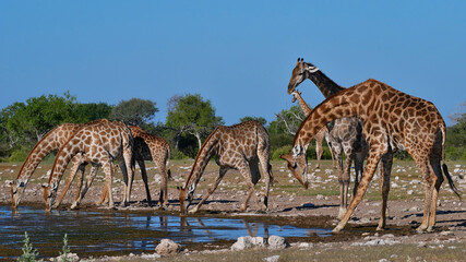 Herd of angolan giraffes (giraffa camelopardalis angolensis, namibian giraffe) drinking water with spread legs at Namutoni waterhole in Kalahari desert, Etosha National Park, Namibia, Africa.