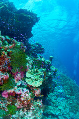 Fototapeta na wymiar Coral cliffs and tropical fish
