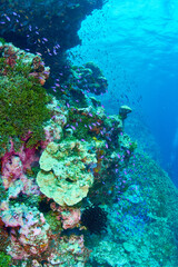 Naklejka na ściany i meble Coral cliffs and tropical fish