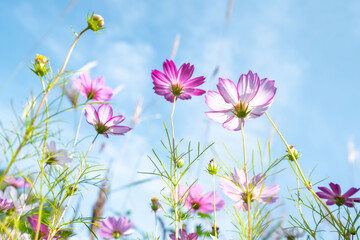 pink cosmos flowers