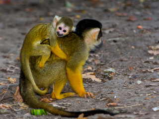 Bolivian squirrel monkey mother and her baby