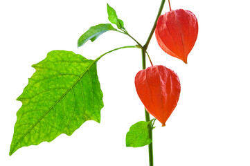 Physalis with red fruits and green colorful leaves on a white isolated background close up