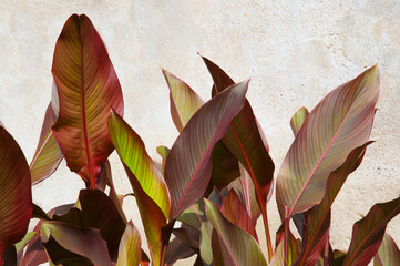 Bright colorful big beautiful cannes leaves in the garden on the background of a gray wall close-up