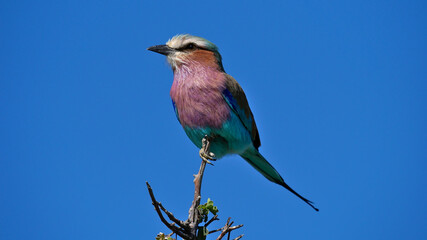 Colorful lilac-breasted roller bird (coracias caudatus) with beautiful purple, blue and turquoise feathers sitting on top branch of tree in Kalahari desert, Etosha National Park, Namibia, Africa.