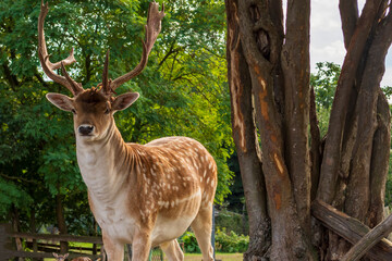 ein stattlicher Damhirsch