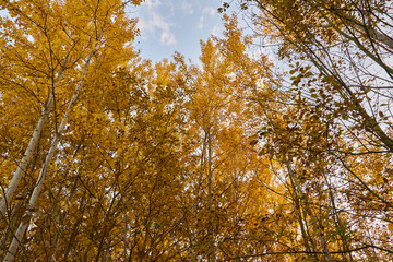 autumn leaves against sky