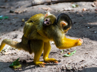 Obraz premium Bolivian squirrel monkey mother and her baby