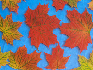 autumn maple leaves under glass.beautiful paper background.