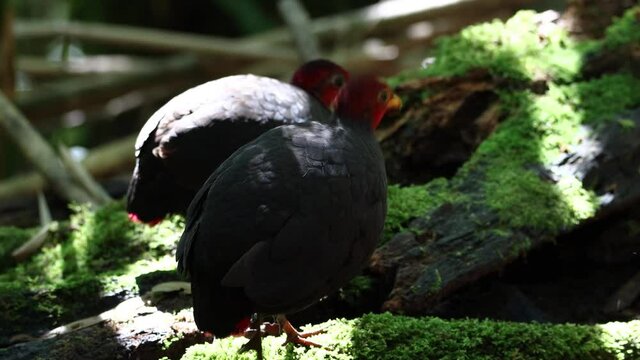 Nature wildlife footage bird of crimson-headed partridge It is endemic to the island of Borneo