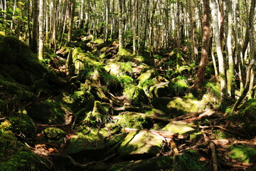 初秋の北八ヶ岳の森　シラビソ、コメツガ、苔のある風景