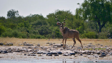 Majestic greater kudu woodland antelope (tragelaphus strepsiceros) with huge antlers at a waterhole...