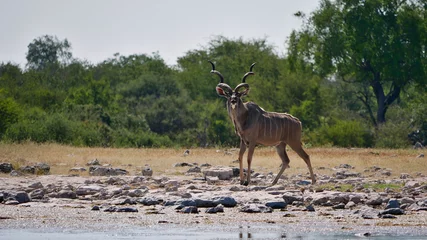 Draagtas Majestueuze grotere koedoe bos antilope (tragelaphus strepsiceros) met enorme geweien bij een waterput in de Kalahari-woestijn, Etosha National Park, Namibië, Afrika. © Timon
