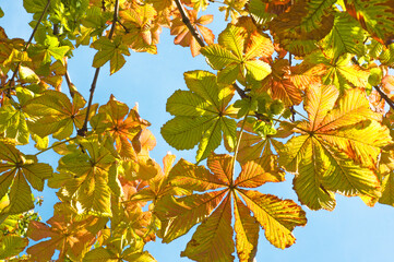 Bright colorful branches of chestnut with autumn leaves on a background of blue sky close up