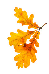 Three bright yellow, autumn colorful oak leaf on a white isolated background close up