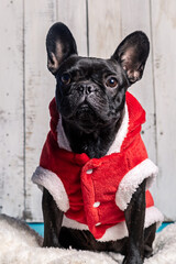 portrait of a bulldog in a red Santa Claus suit