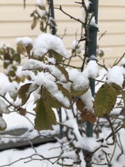 winter, snow, tree, nature, branch, cold, frost, ice, white, branches, frozen, plant, season, sky, spring, blue, blossom, trees, flower, forest, christmas, freeze, outdoors, flowers, icy