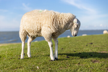 Sheep standing on a Dyke