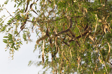Acacia pods on the ground in the fall.