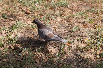 A lone pigeon in a field with dried grass.