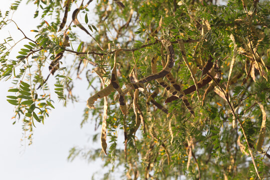 Acacia pods on the ground in the fall.