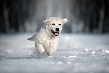 happy golden retriever puppy running in the snow outdoors, close up shot in winter