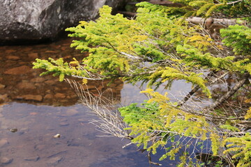 初秋の北八ヶ岳　北横岳　静寂の中の七ツ池