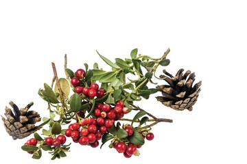 Close up view of red rowanberry branch and fir cones isolated on white background.