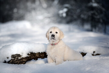 golden retriever puppy posing in the forest in winter
