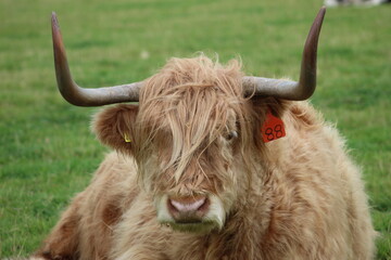 Highland bull