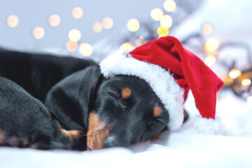 Portrait of cute dachshund puppy in Santa hat sleeping on bed at home, close up, blurred background...