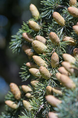 Small pine cones on branch