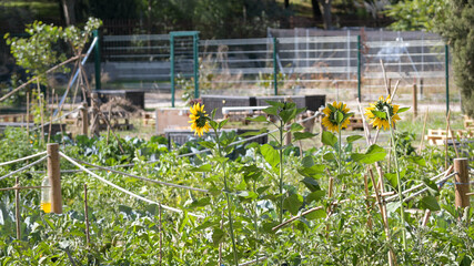 Sunflowers in urban garden