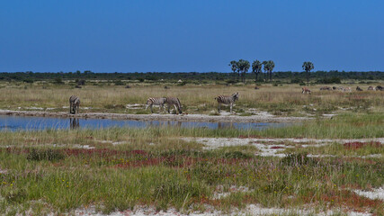 Fototapeta na wymiar Waterhole with small herd of plains zebras (equus quagga, formerly equus burchellii, also common zebra) and makalani palms in background in Kalahari desert, Etosha National Park, Namibia, Africa.