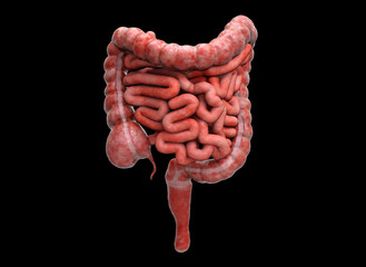 3D illustration of human Large and small Intestine