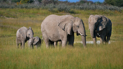 Small herd of African elephants (loxodonta) with two babies grazing on meadow in Kalahari desert,...