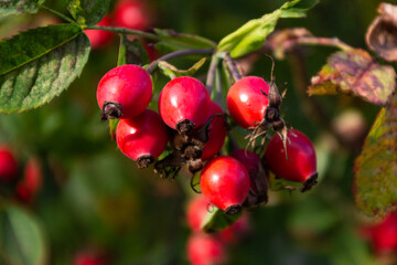 
rose hips on a branch with green leaves